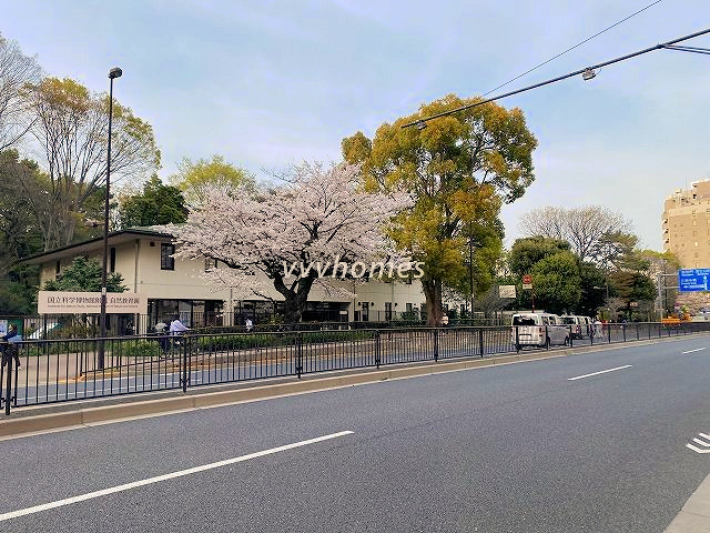 白金台の桜2024