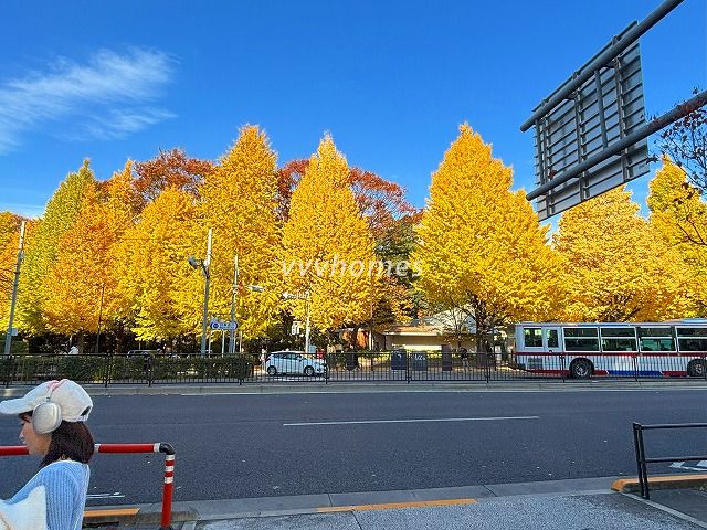 白金台の紅葉2025(目黒通り)