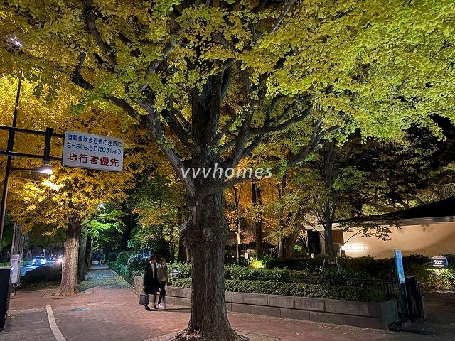 白金台の紅葉2025(自然教育園前)