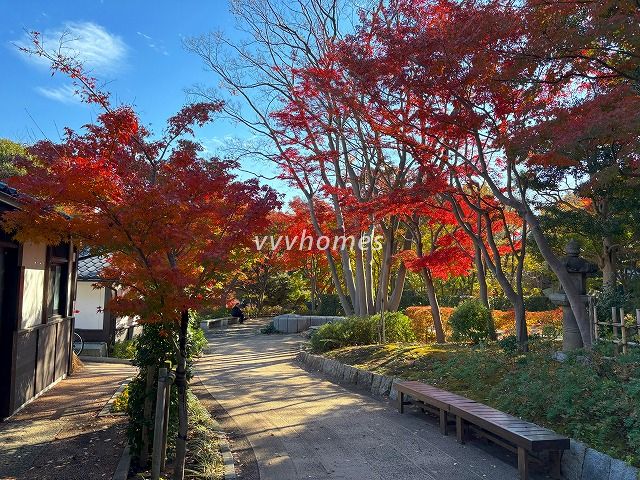 池田山公園2025年秋_3