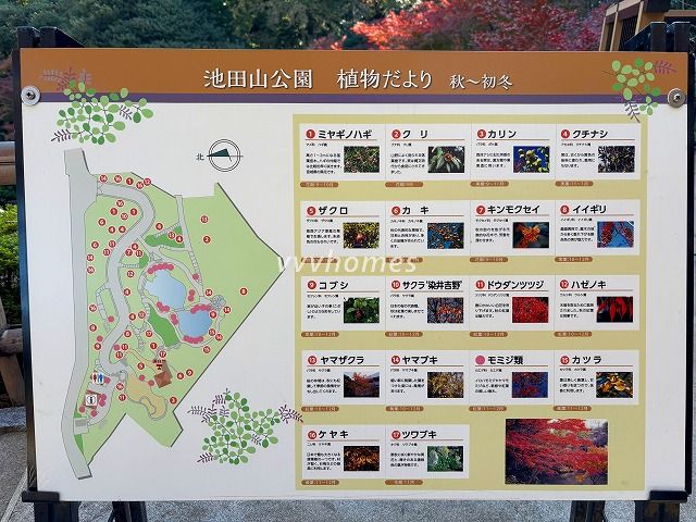 池田山公園2025年秋_5