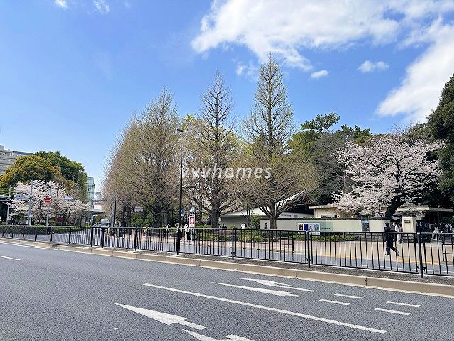 2025年の桜(自然教育園)