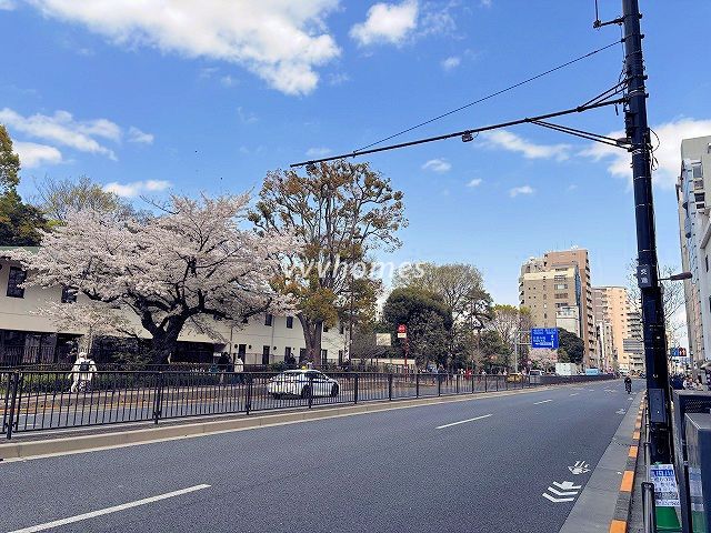 2025年の桜(目黒通り)
