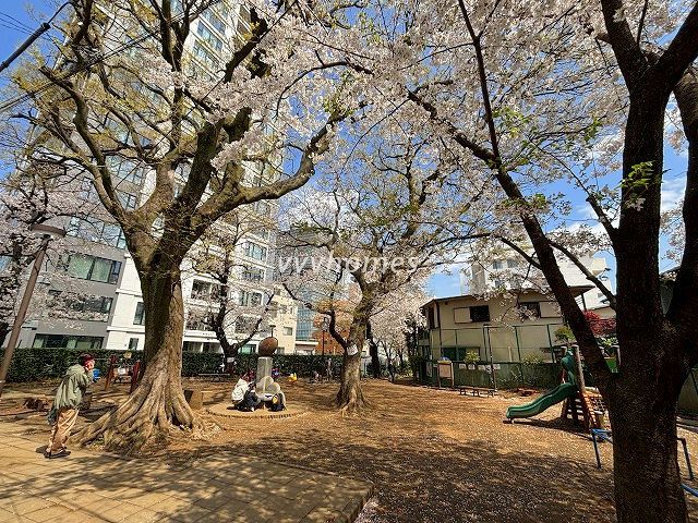 2025年の桜(雷神山児童遊園)