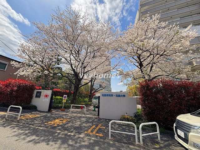 2025年の桜(北里大学)