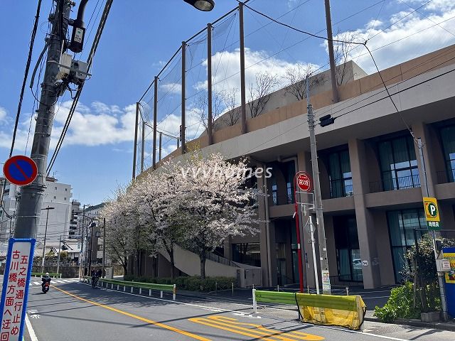 2025年の桜(白金の丘学園)