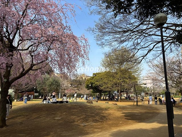 どんぐり公園2025年桜その2