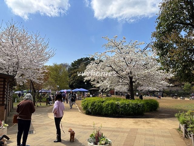 どんぐり公園2025年桜その4