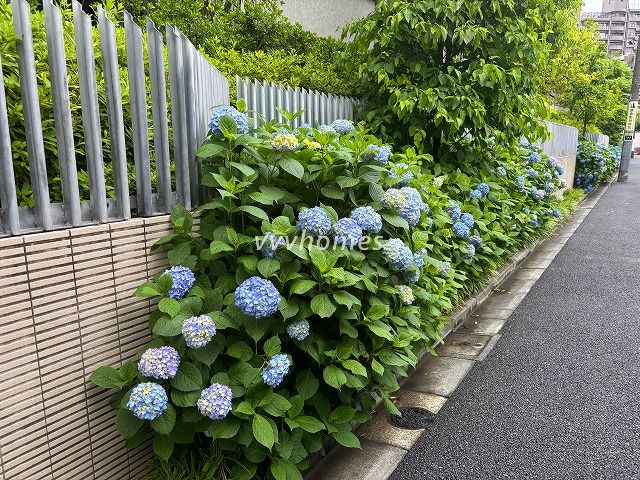 白金台3丁目のアジサイ