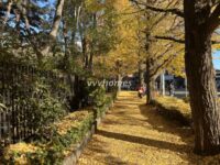 目黒通り（秋の歩道）